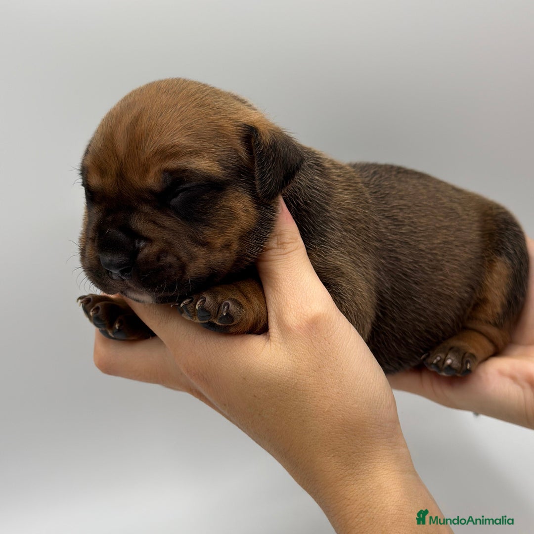 American Bully perros en venta: Cachorros de American Bully - Imagen 8