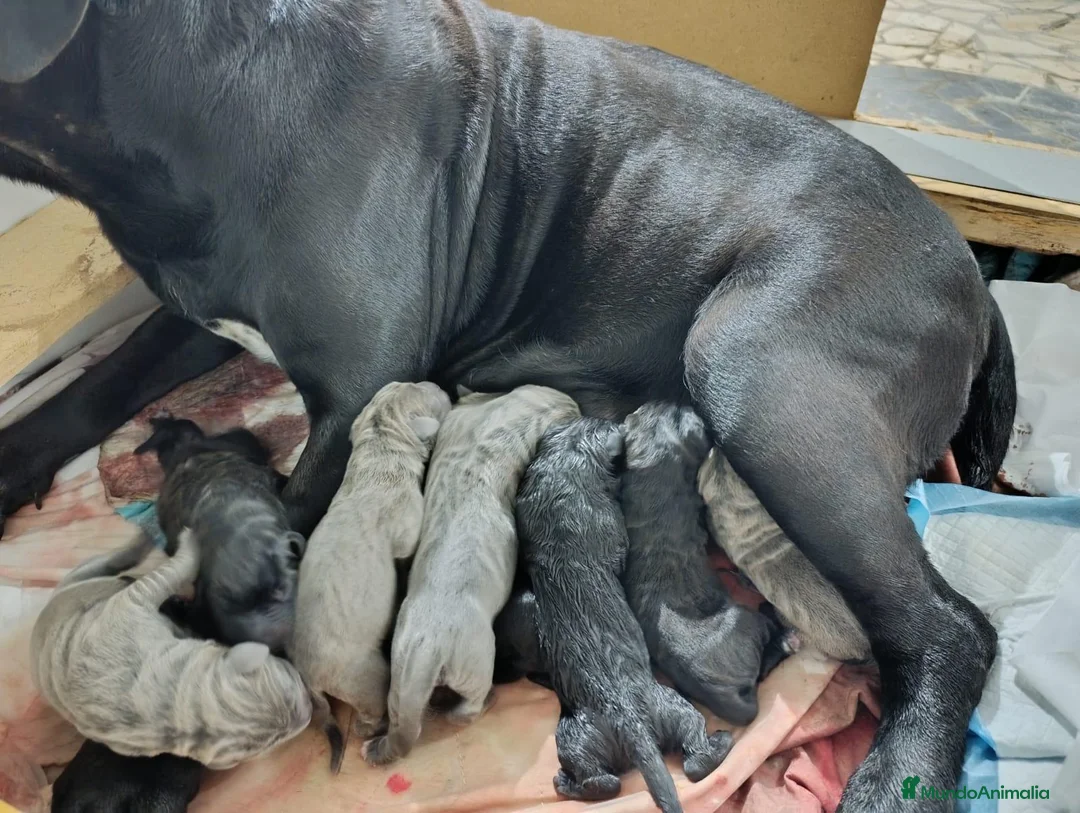 Cane Corso perros en venta: Cachorro de Cane Corso  - Anuncio 4