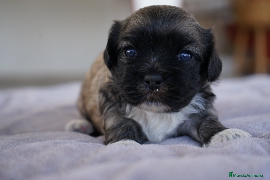 Maltipoo perros en venta: 🐾 Lotus, Maxi y Bom – Maltipoos únicos 🐾 - Imagen 2