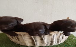 Labrador Retriever perros en venta: LABRADOR CHOCOLATE NUEVA CAMADA  - Imagen 4