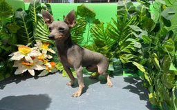 Pinscher Miniatura perros en venta: Pinscher en miniatura para monta  - Imagen 2