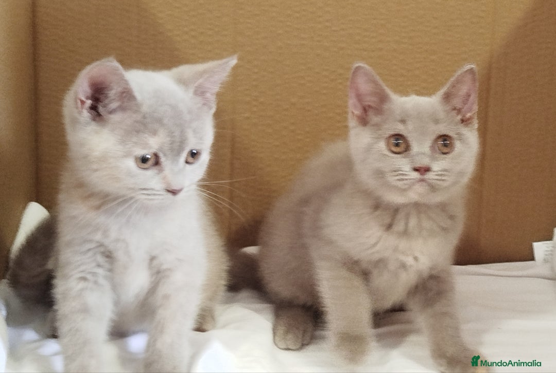 Británico de Pelo Corto gatos en venta: British Shorthair última hembra  - Imagen 10