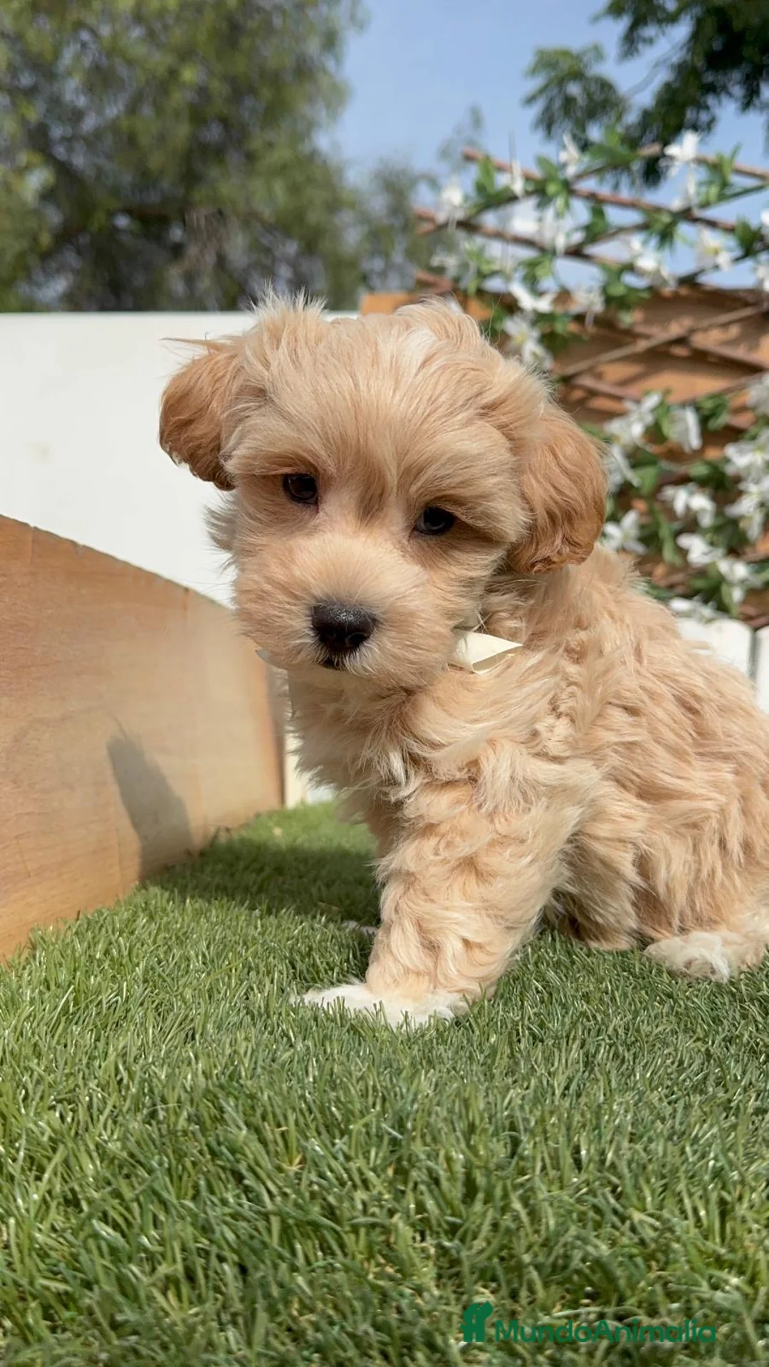 Maltipoo perros en venta: MALTIPOO  - Anuncio 12
