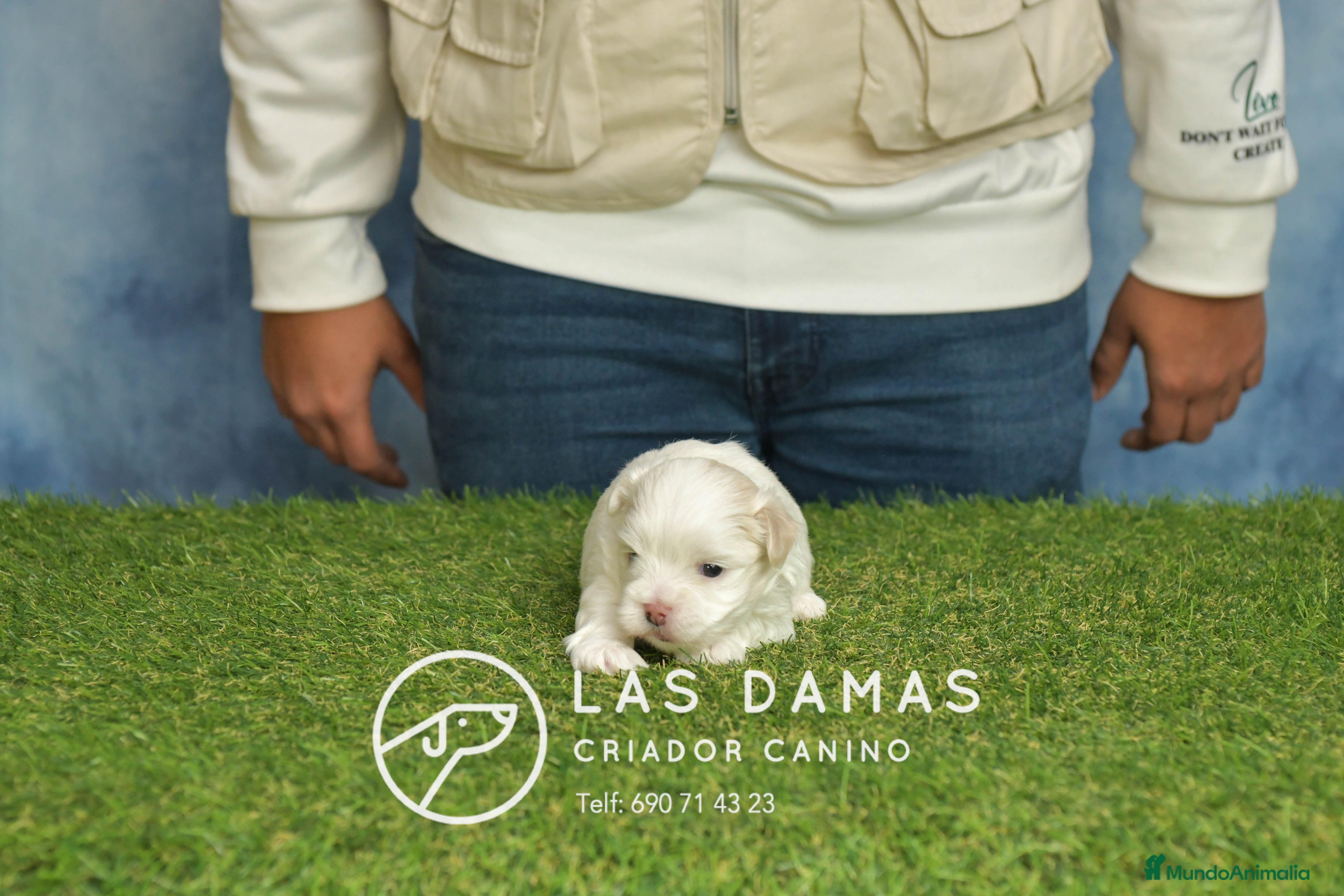 Bichón Maltés perros BICHÓN MALTÉS DISPONIBLES - Anuncio 1