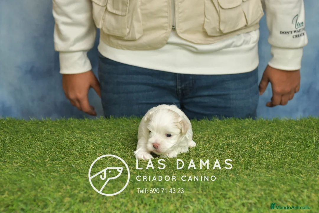 Bichón Maltés perros en venta: BICHÓN MALTÉS DISPONIBLES - Anuncio 1