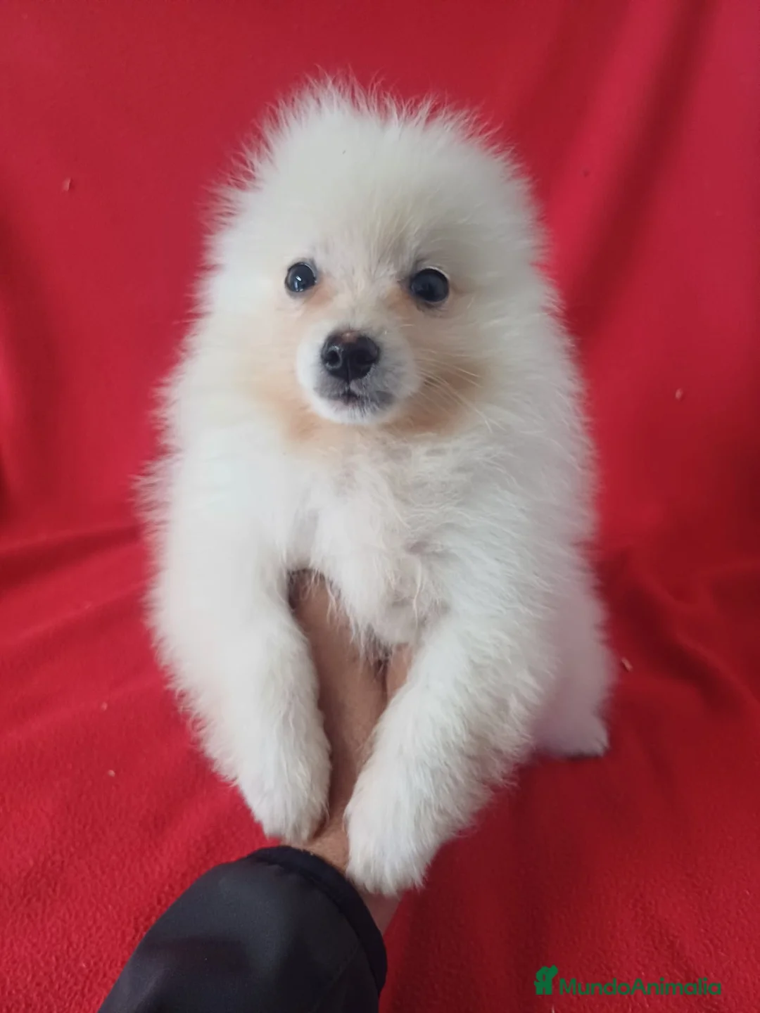 Pomerania perros en venta: Pomerania Standar  - Anuncio 1