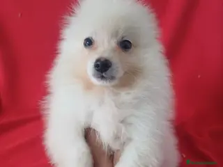 Pomerania perros Pomerania Standar - Anuncio 1