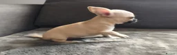Chihuahua perros en venta: CHIHUAHUA MACHO TOY - Anuncio 4