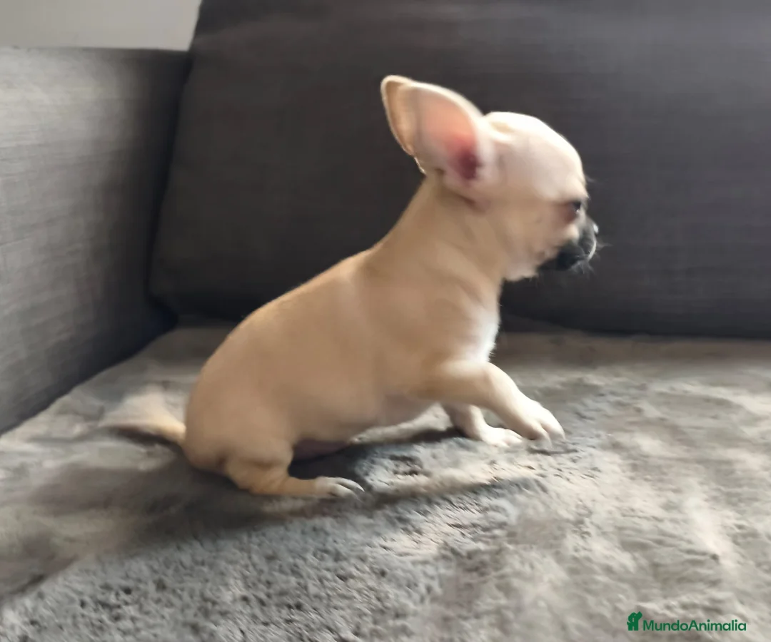 Chihuahua perros en venta: CHIHUAHUA MACHO TOY - Anuncio 4