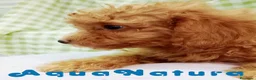Caniche Toy perros en venta:  Caniche Macho de Barbie y Can 6154 - AQUANATURA en Barcelona - Anuncio 4