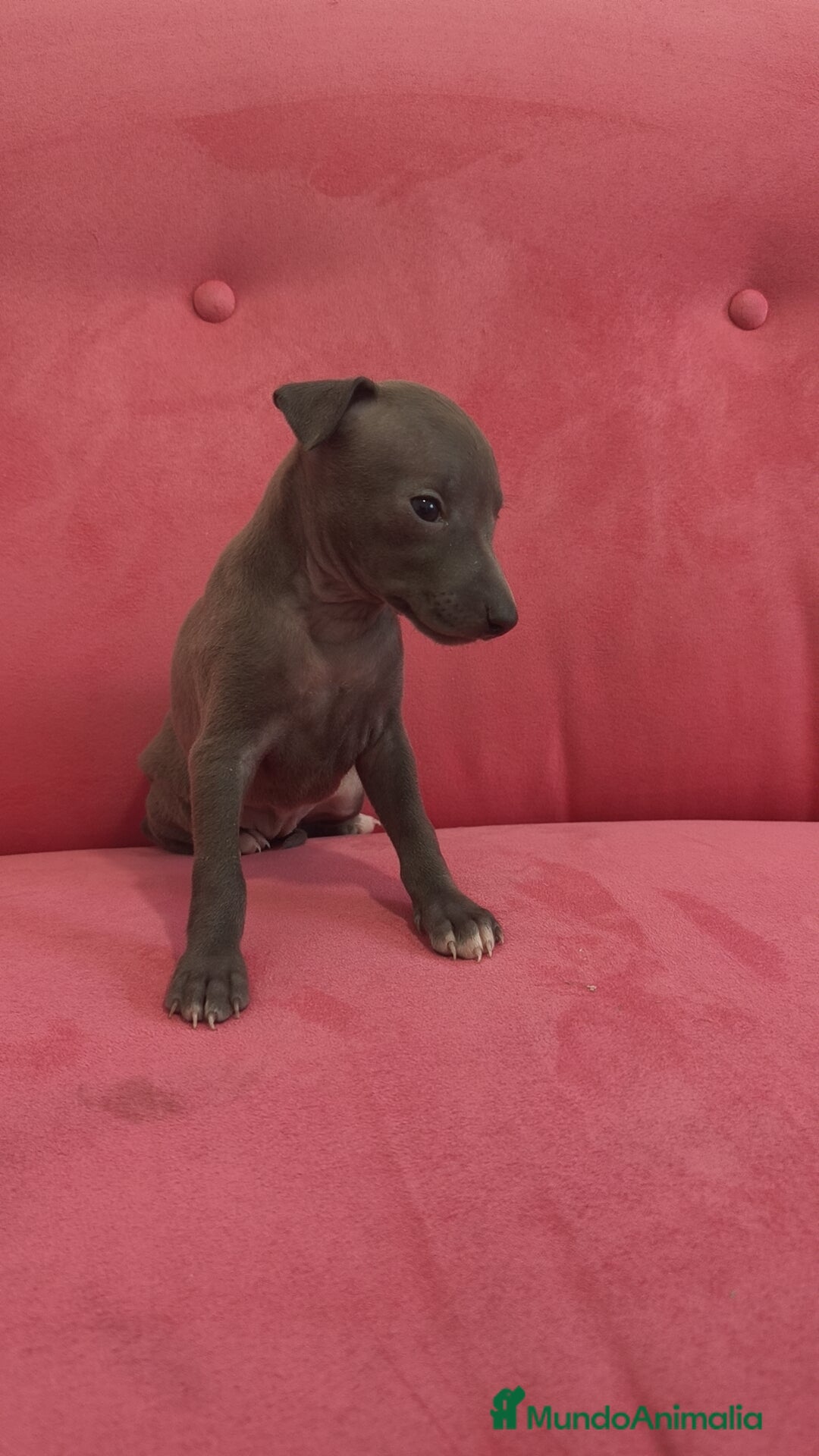 Pequeño Lebrel Italiano perros Pequeño lebrel Italiano Piccolo Galgo Italiano  - Anuncio 2