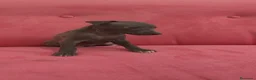 Pequeño Lebrel Italiano perros en venta: Pequeño lebrel Italiano Piccolo Galgo Italiano  - Anuncio 1