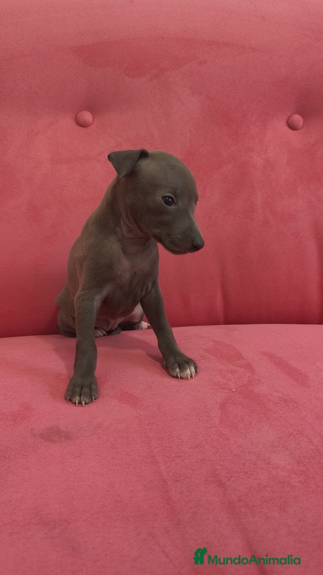 Pequeño Lebrel Italiano perros en venta: Pequeño lebrel Italiano Piccolo Galgo Italiano  - Anuncio 1