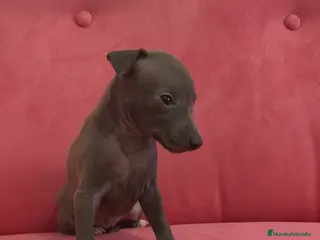 Pequeño Lebrel Italiano perros Pequeño lebrel Italiano Piccolo Galgo Italiano - Anuncio 2