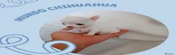 Chihuahua perros en venta: PRECIOSOS CHIHU8AHUA RUSO Y ASIÁTICO  - Anuncio 9