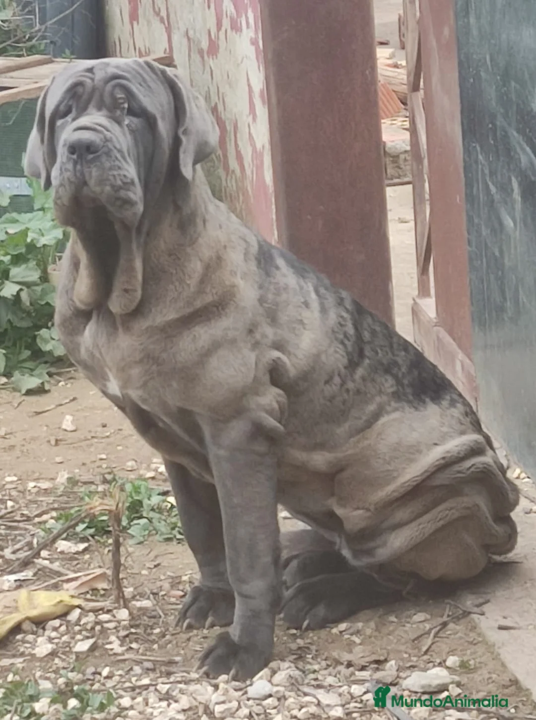 Mastín Napolitano perros en venta: Mastin Napolitano - Anuncio 4