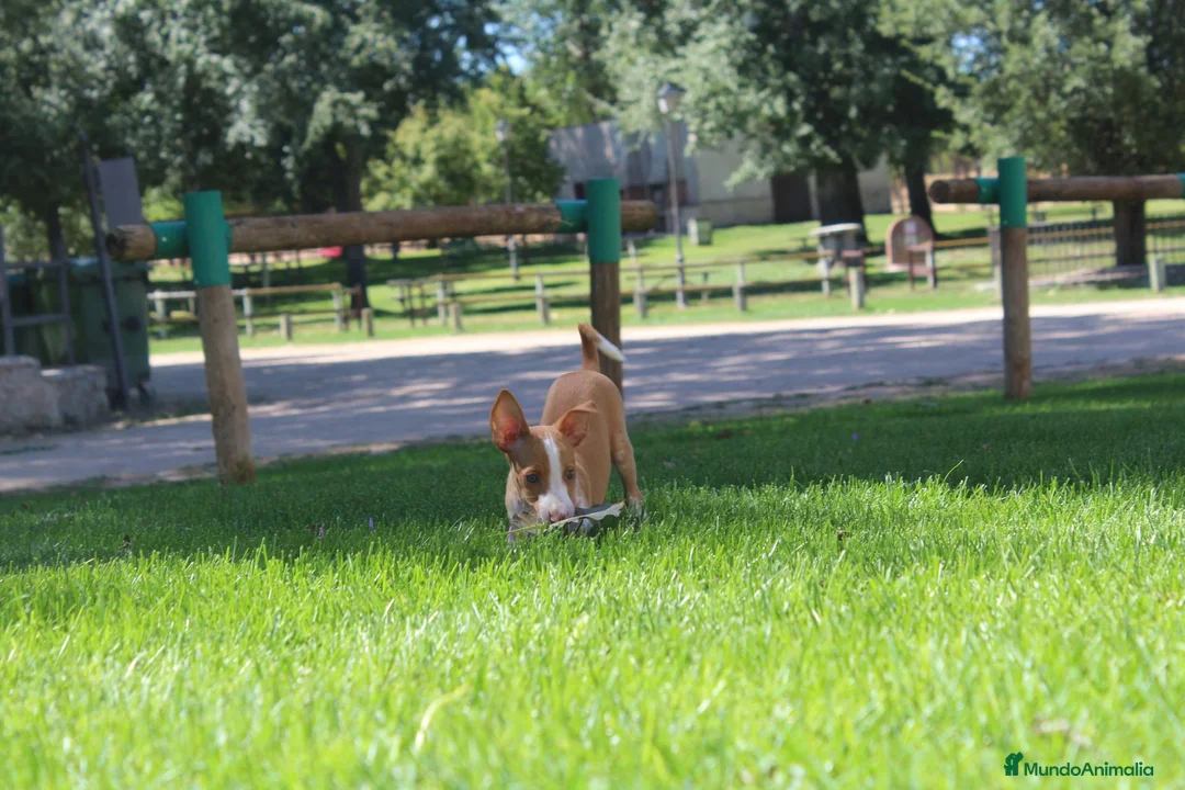 Podenco Andaluz perros en venta: Podencos andaluces  - Anuncio 12