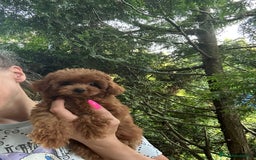 Caniche Toy perros en venta: Caniche teddy asiáticos  - Imagen 3