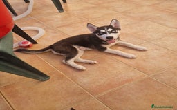 Husky Siberiano perros en venta: Husky Siberiano  - Imagen 1