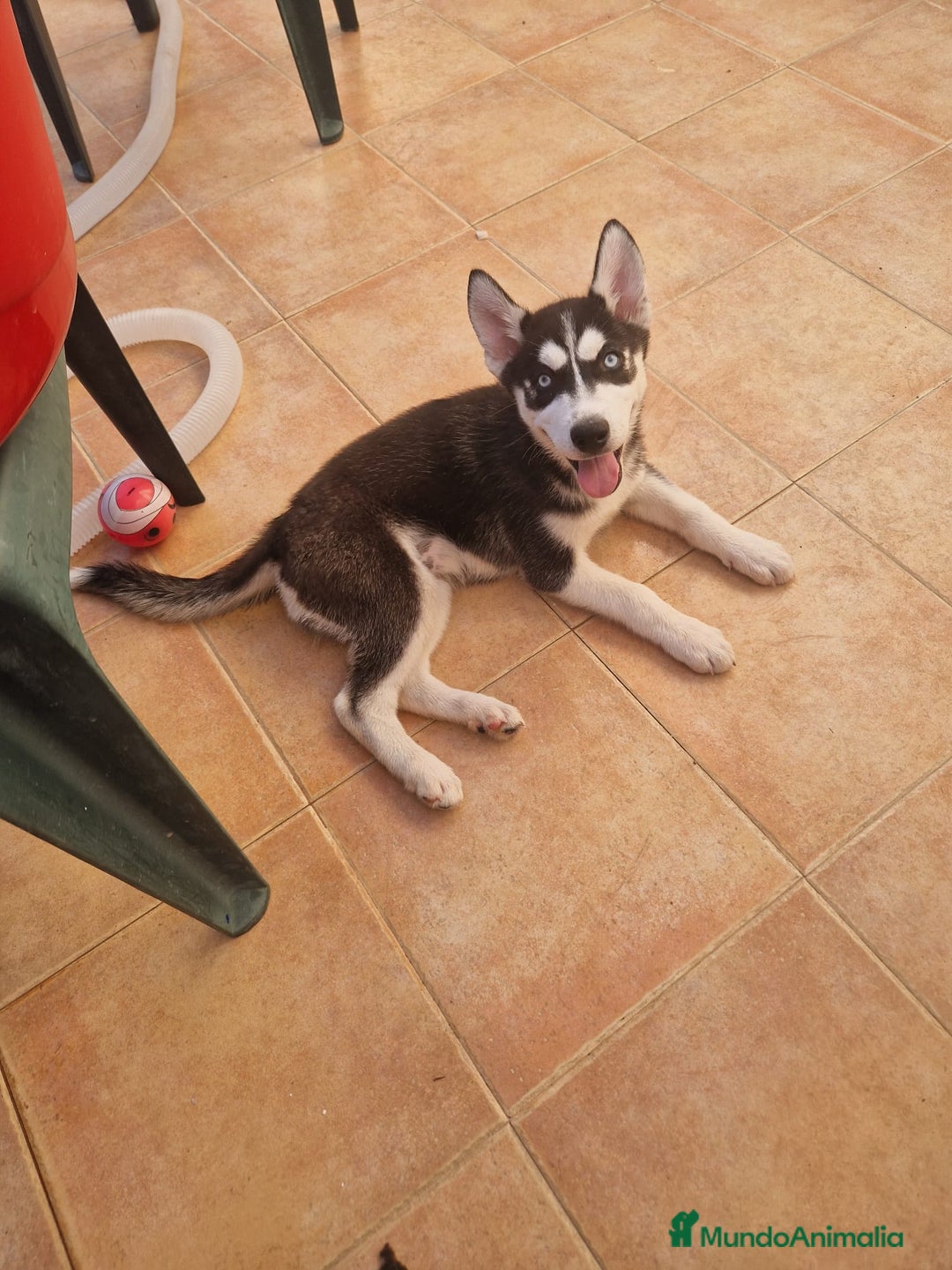 Husky Siberiano perros en venta: Husky Siberiano  - Imagen 1
