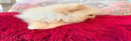 Pomerania perros en venta: Pomerania toy  - Anuncio 12