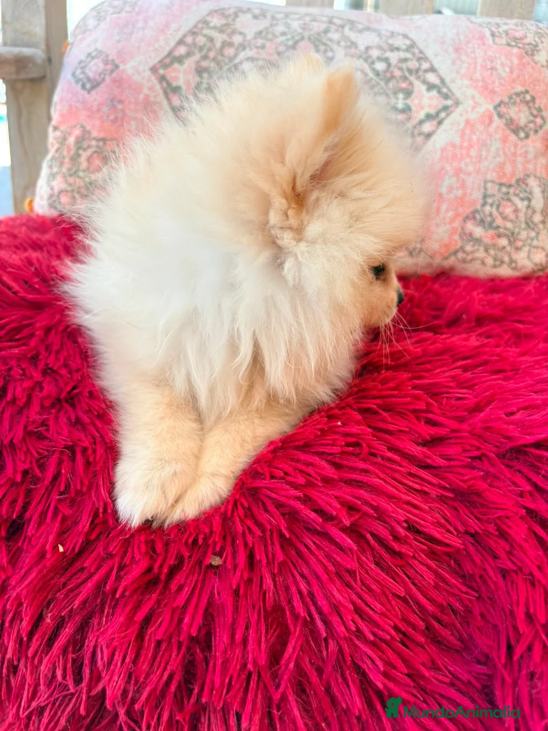 Pomerania perros en venta: Pomerania toy  - Anuncio 12