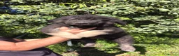 Pastor del Cáucaso perros en venta: Pastor del Cáucaso macho disponible  - Anuncio 7