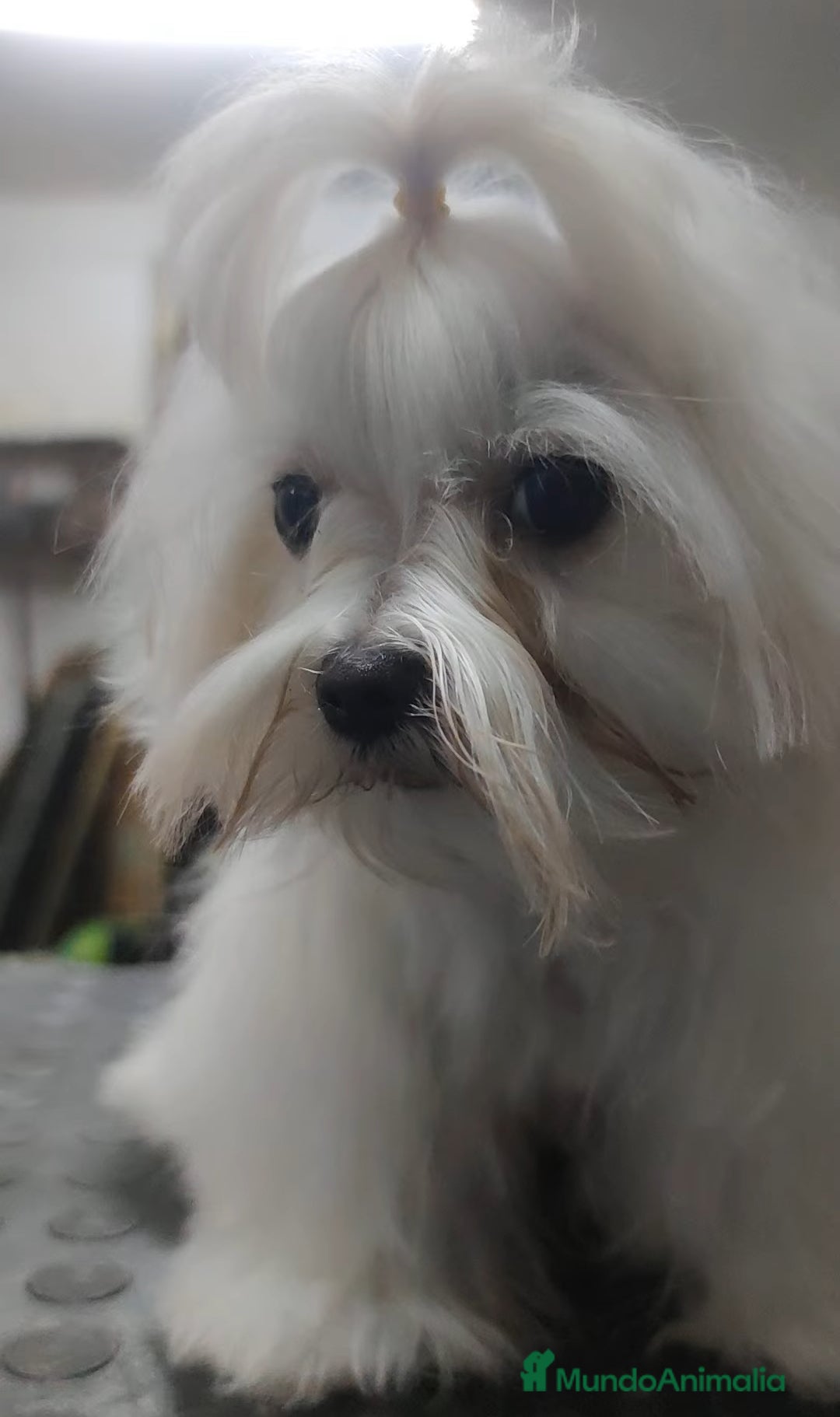 Bichón Maltés perros Maltés Toy - Anuncio 2