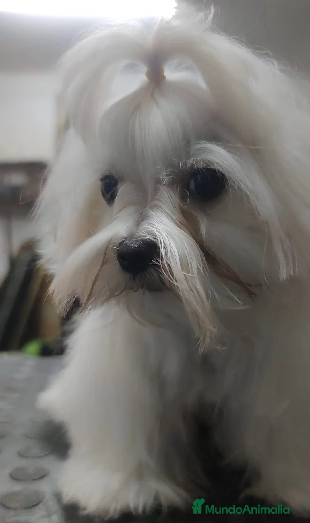 Bichón Maltés perros en venta: Maltés Toy - Anuncio 2