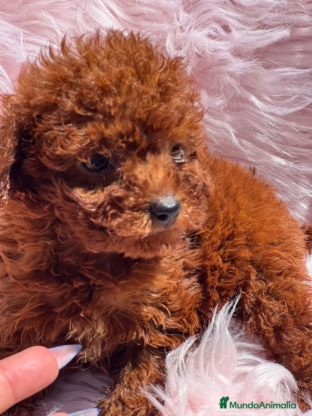 Caniche Toy perros en venta: Caniche tea cup en Barcelona - Anuncio 6