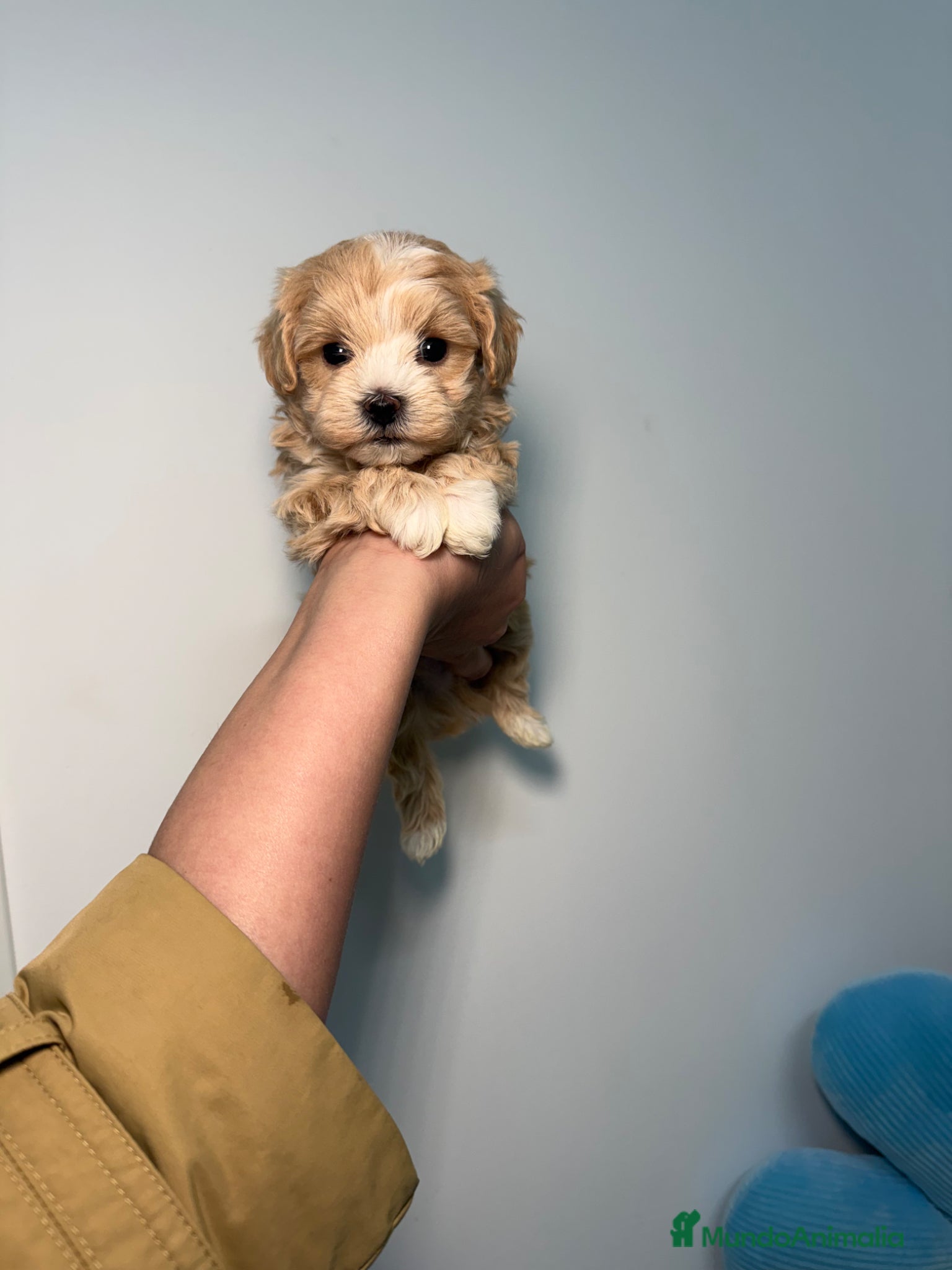 Maltipoo perros Maltipoo Mini Toy - Anuncio 1