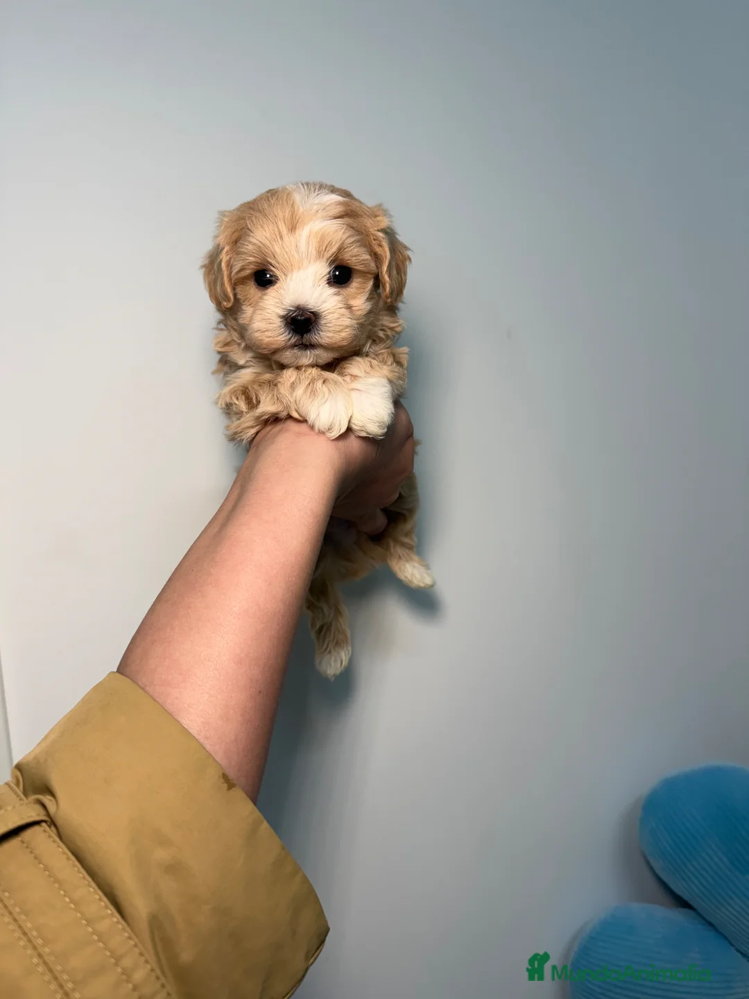Maltipoo perros en venta: Maltipoo Mini Toy - Anuncio 1
