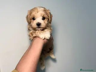 Maltipoo perros Maltipoo Mini Toy - Anuncio 1