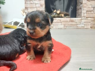 Yorkshire Terrier perros Yorkshire terrier machito - Anuncio 8