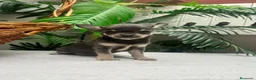 Chihuahua perros en venta: CHIHUAHUA BLUE - Anuncio 2