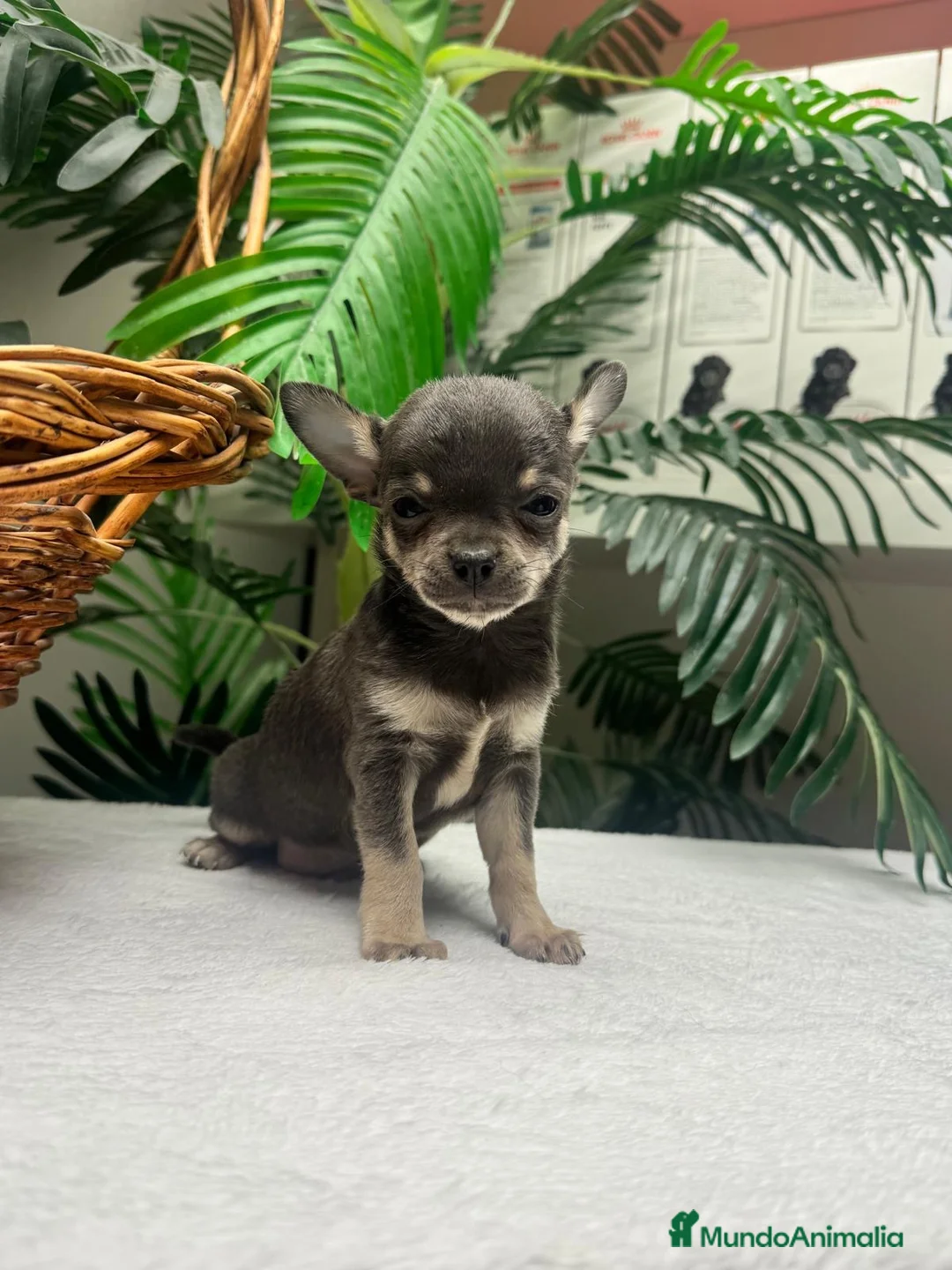 Chihuahua perros en venta: CHIHUAHUA BLUE - Anuncio 2