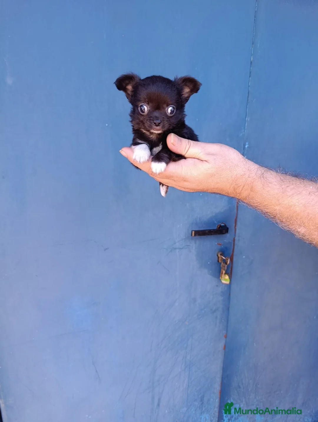 Chihuahua perros en venta: Macho chihuahua toy  - Anuncio 2