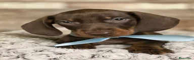 Teckel 2