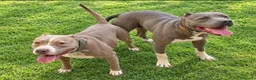 American Pit Bull Terrier perros en venta: American Pitbull Terrier - Anuncio 4