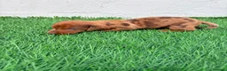Teckel Miniatura perros en venta: Teckel miniatura merle chocolate  - Anuncio 14