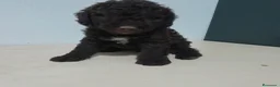 Perro de Agua Español perros en venta: PERRO DE AGUA - Anuncio 5