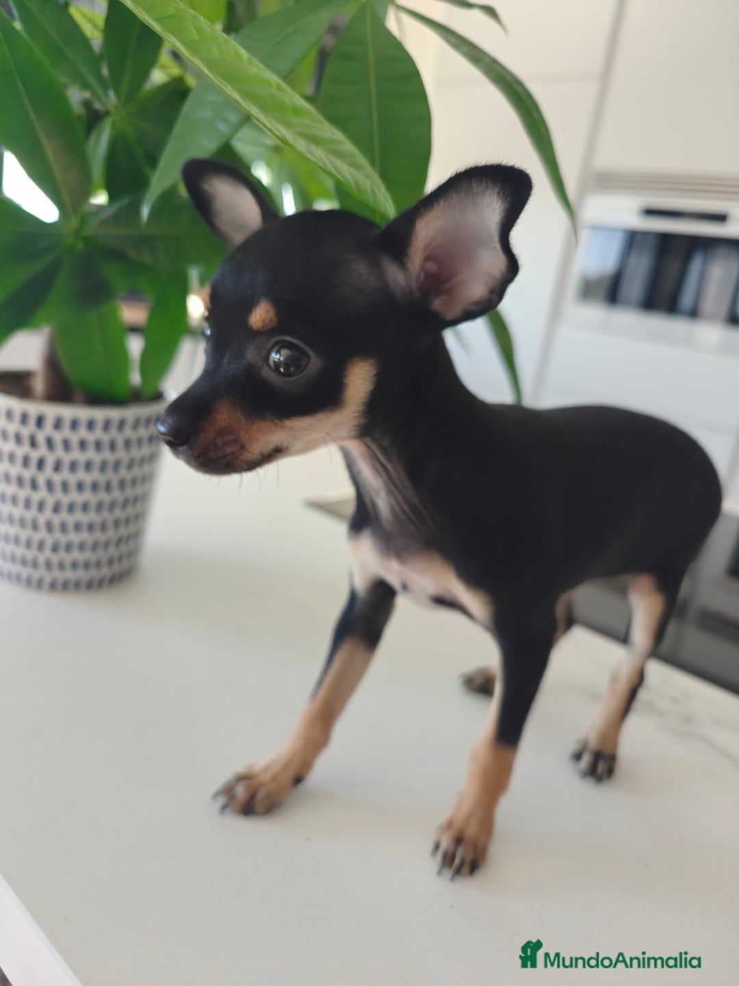 Pinscher Miniatura perros en venta: Mini pinchers  - Imagen 3