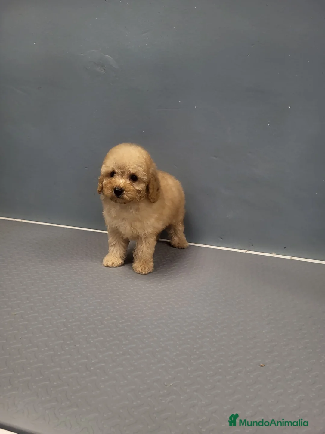 Caniche Enano perros en venta: Caniches espectaculares  en Barcelona - Anuncio 6