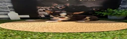 Chihuahua perros en venta: CHIHUAHUA - Anuncio 1