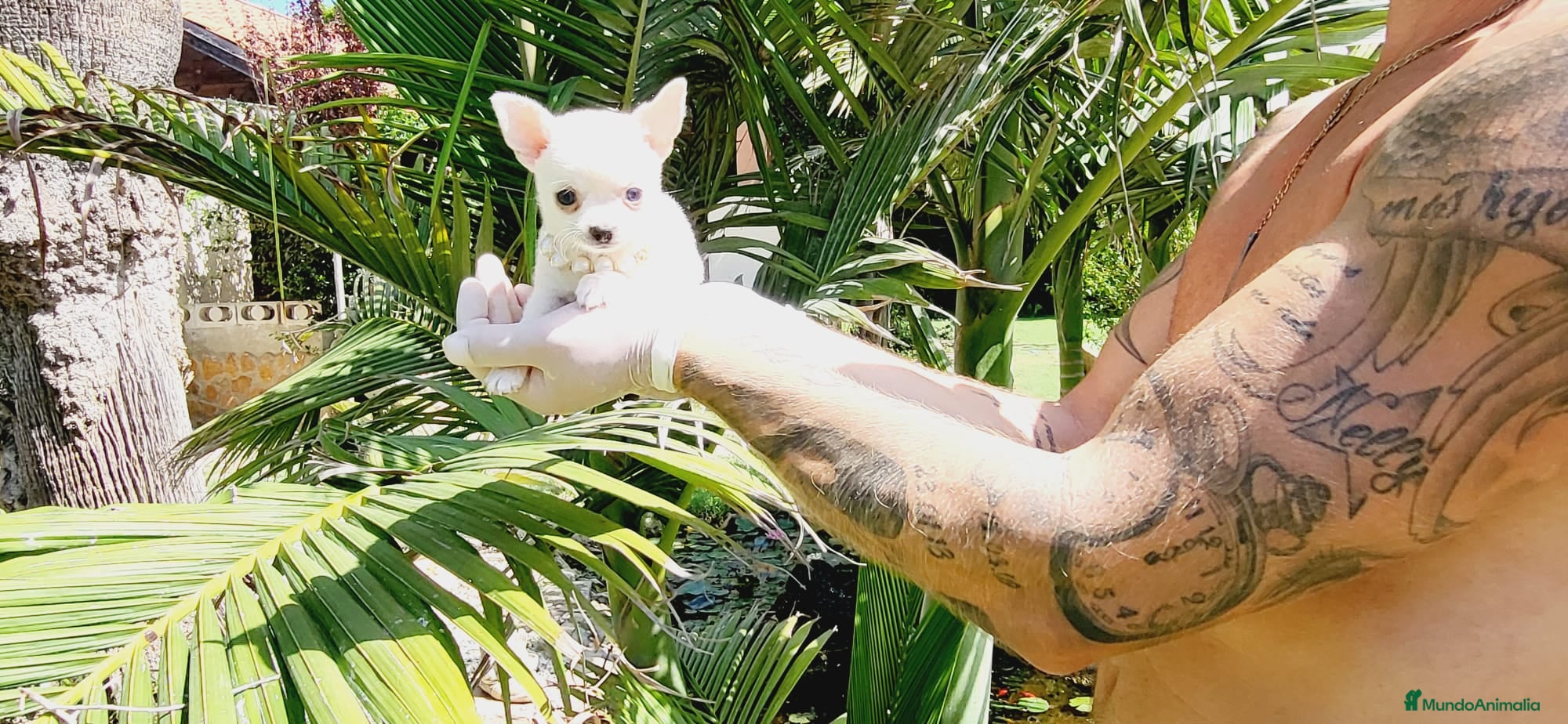 Chihuahua perros Chihuahuas espectaculares - Anuncio 1