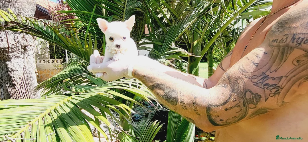 Chihuahua perros en venta: Chihuahuas espectaculares - Anuncio 1