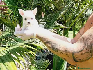 Chihuahua perros Chihuahuas espectaculares - Anuncio 1