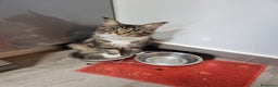 Maine Coon gatos en venta: Gatitos maine coon machitos - Anuncio 7