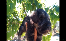 Schnauzer Miniatura perros en venta: Schnauzer Mini Camada de Lola - Imagen 3