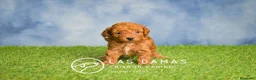 Caniche Toy perros en venta: Cachorros de Caniche - Anuncio 2